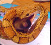 Kilowea eating 1