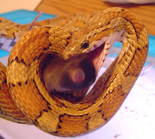 Kilowea eating 1