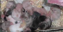 babies1