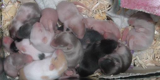 babies1