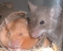 Rial and Dakota