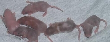 mandy's litter