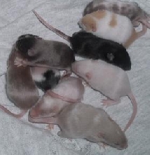 Splish's litter