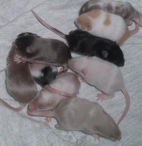 Splish's litter