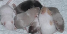 Litter1females