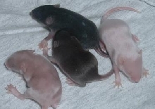 litter1males