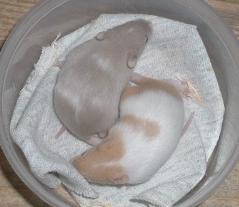 coff/fawn