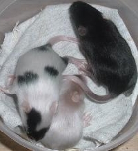 3males