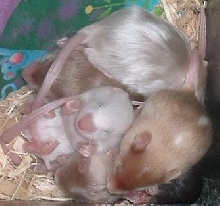 babies