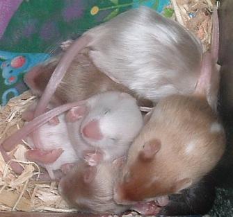 babies