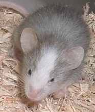 new mouse
