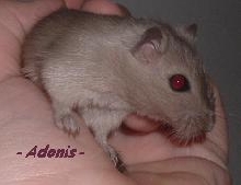 Adonis