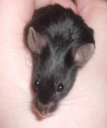 Ebony