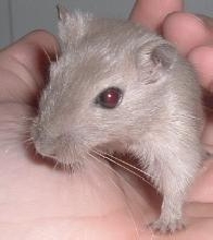 Zephyr
