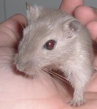 Zephyr