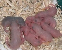 bgpinkies