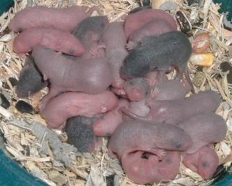 blgpinkies