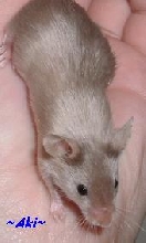 Aki