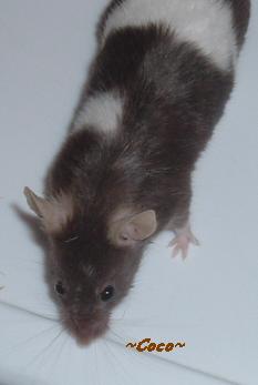 Coco