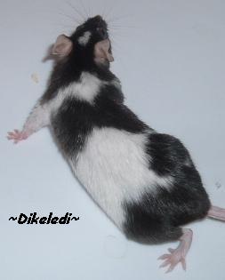 Dikeledi