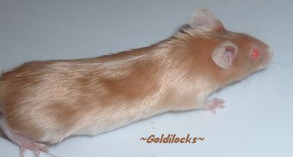Goldilocks