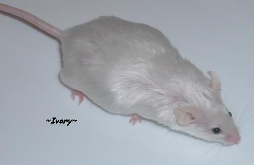 Ivory
