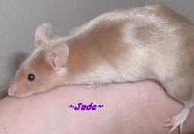 Jude