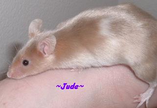 Jude