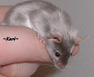 Kori
