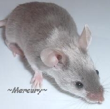 Mercury