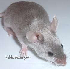 Mercury
