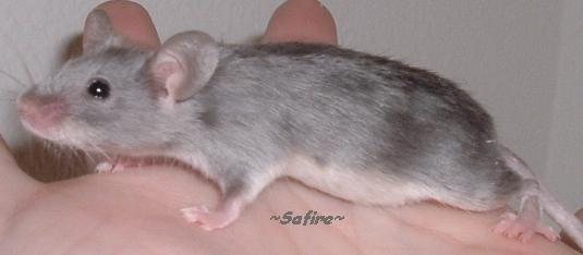 Safire