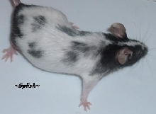 Splish