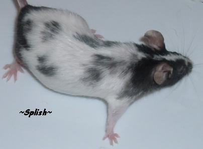 Splish