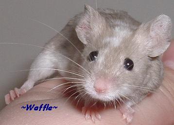 Waffle