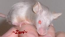 Zuri