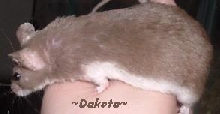 Dakota