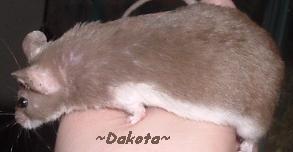 Dakota
