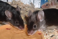 Ebony and Aqel