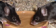 Ebony and Sendai