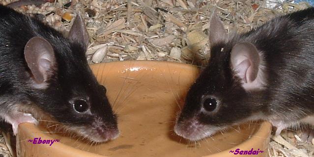Ebony and Sendai