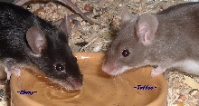 Ebony and Toffee