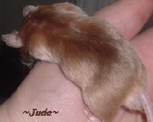 Jude2