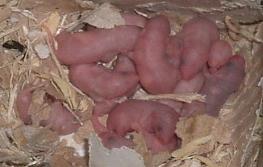 pinkies