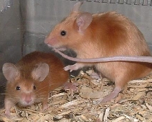 RedSatins