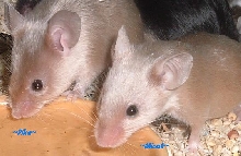 Pika and Micah