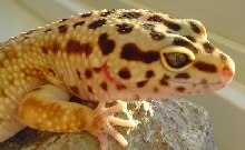 Pablo
