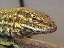 Ackie up close