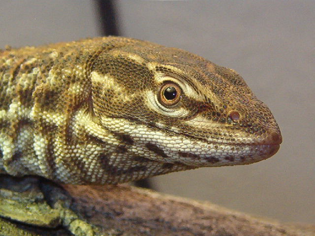 Ackie up close