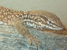 Red Ackie